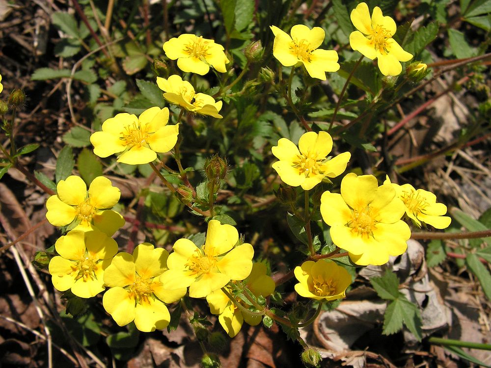 Image of Potentilla fragarioides specimen.