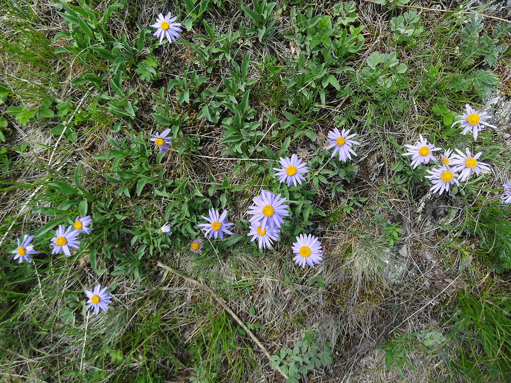 Изображение особи Aster serpentimontanus.