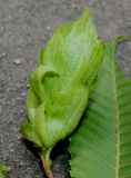 Carpinus japonica. Невызревшее соплодие. Германия, г. Дюссельдорф, Ботанический сад университета. 14.08.2013.