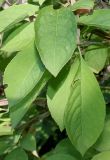 Euonymus phellomanus. Листья. Германия, г. Дюссельдорф, Ботанический сад университета. 14.08.2013.