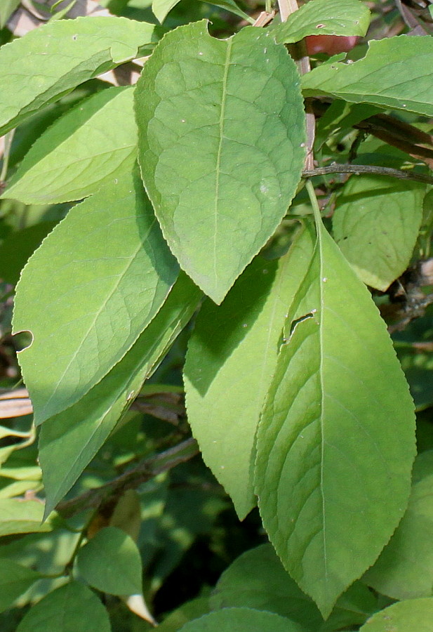 Image of Euonymus phellomanus specimen.