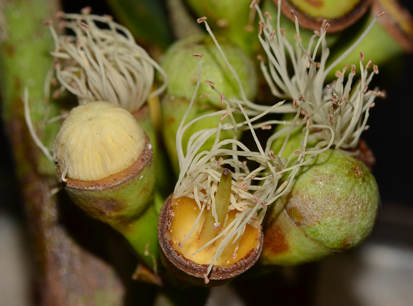 Image of Corymbia torelliana specimen.