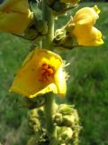 Verbascum phlomoides