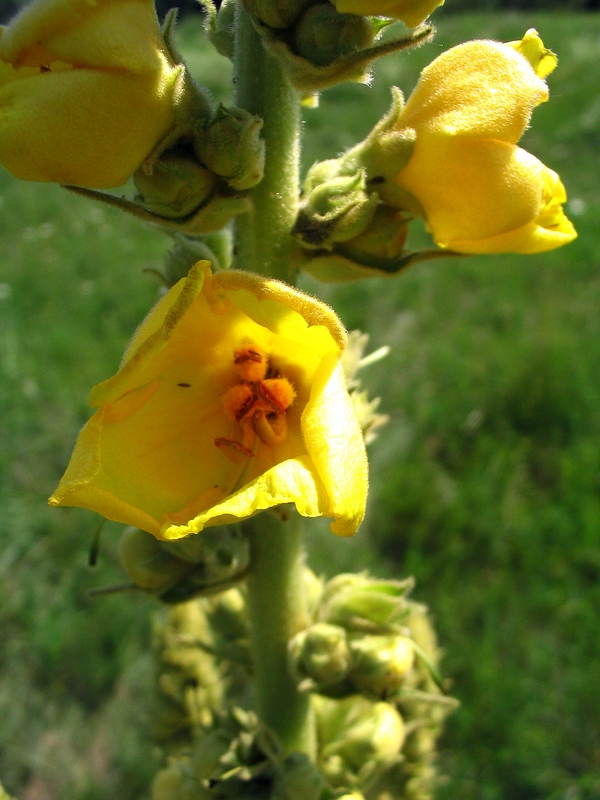 Изображение особи Verbascum phlomoides.