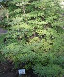 Enkianthus campanulatus. Плодоносящее растение. Германия, г. Duisburg, Ботанический сад. 20.09.2013.