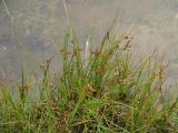 род Juncus