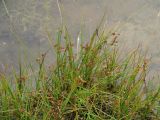 genus Juncus. Плодоносящее растение на берегу залива. Иркутская обл., Иркутское вдхр. 10.07.2013.