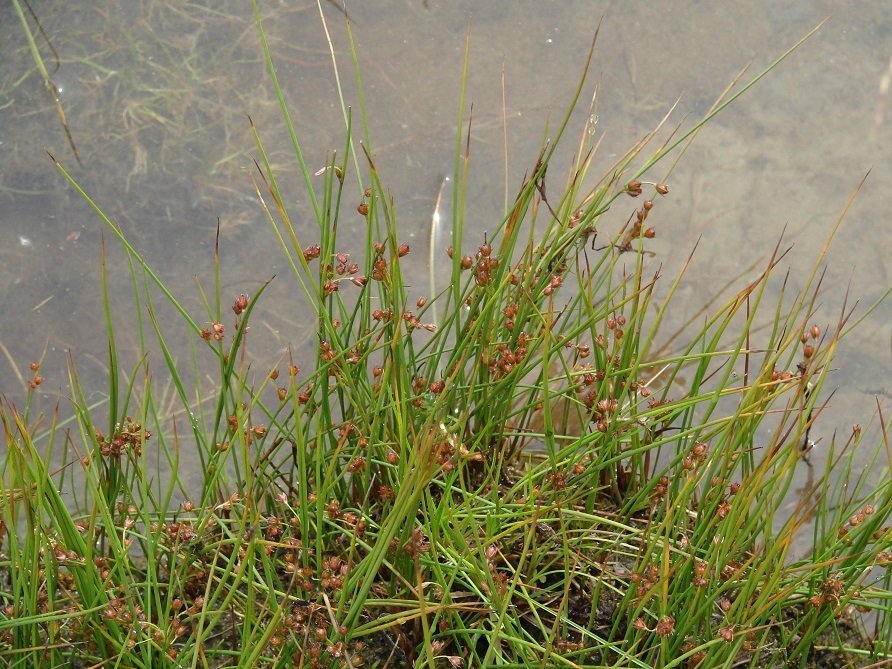Image of genus Juncus specimen.