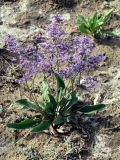 Limonium gmelinii. Цветущее растение. Республика Тыва, Центрально-Тувинская котловина, Кызылский р-н, в 40 км ЮЮВ г. Кызыл и в 6 км севернее пос. Целинное, оз. Чедер; сочно-многолетнесолянковый (местами - пухлый) солончак на обнаженном илисто-гравийном озерном днище у западного борта террасы. 13.07.2012.