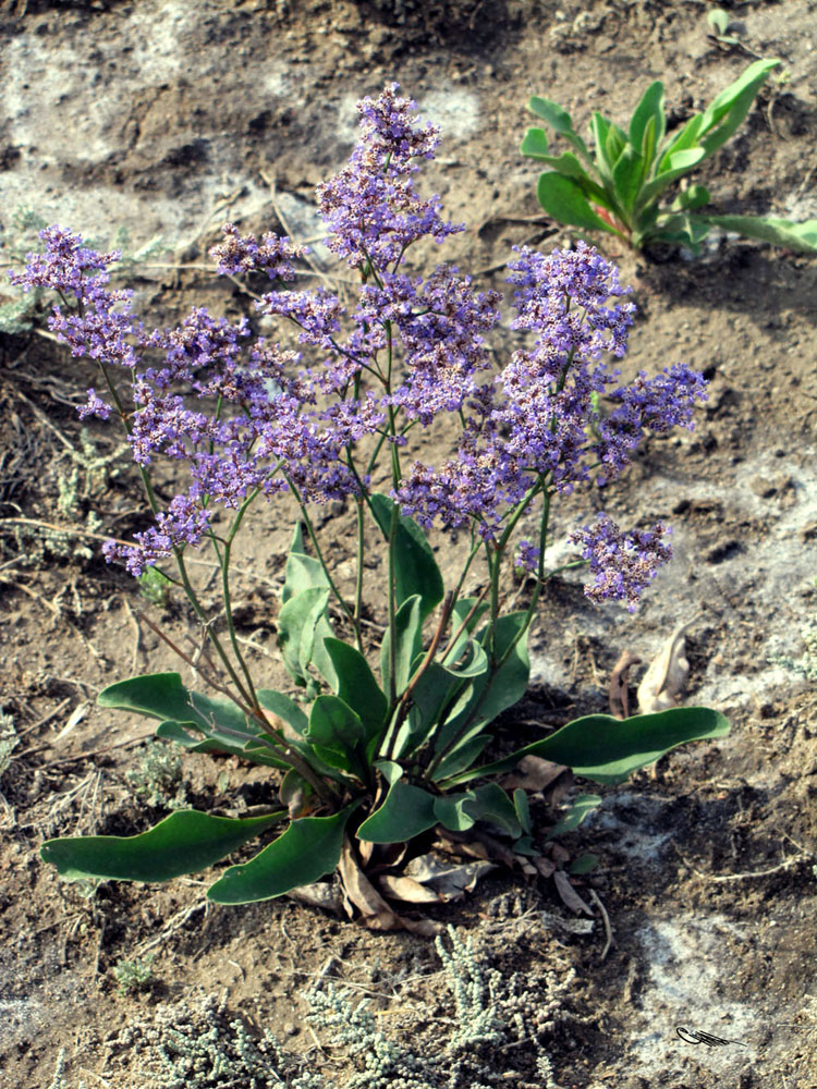 Image of Limonium gmelinii specimen.