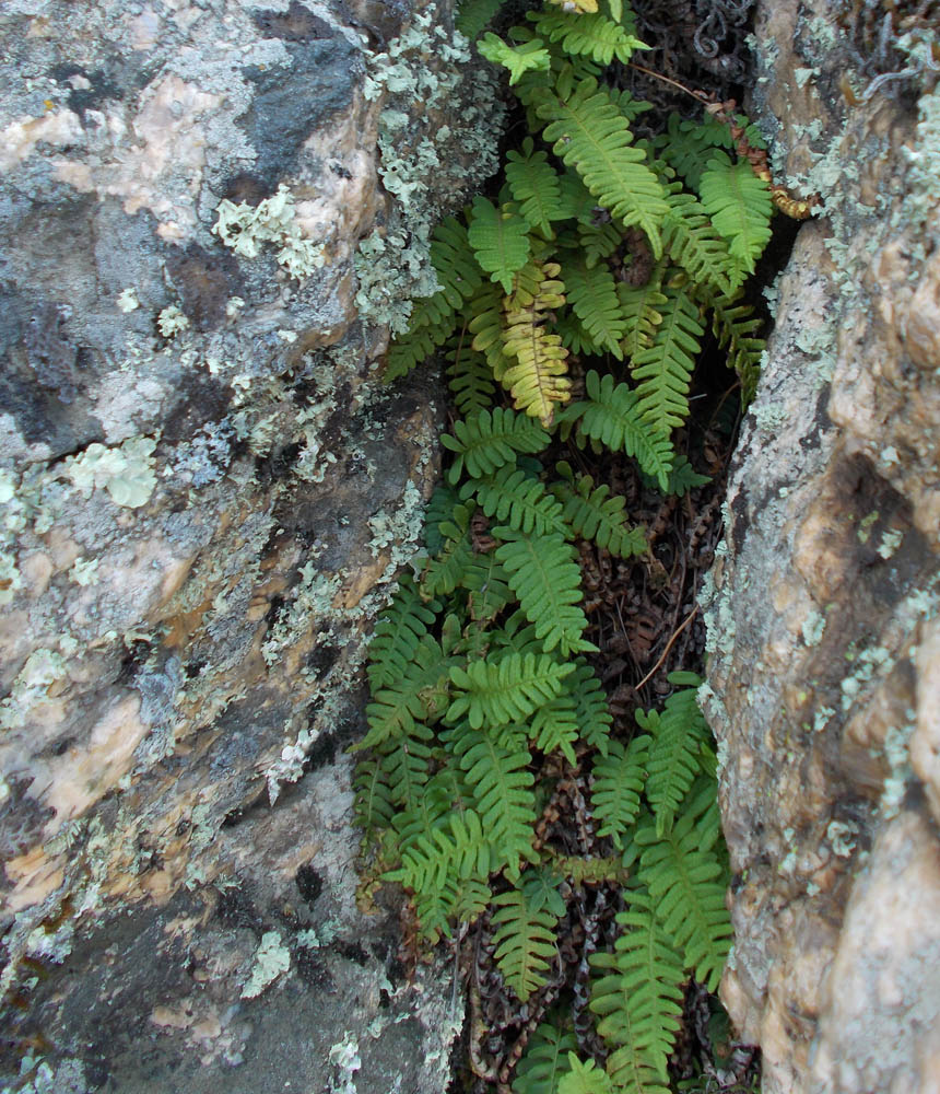 Image of Polypodium sibiricum specimen.