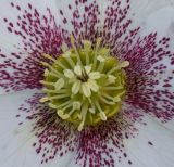 Helleborus caucasicus. Центральная часть цветка. Германия, г. Дюссельдорф, Ботанический сад университета. 02.03.2014.