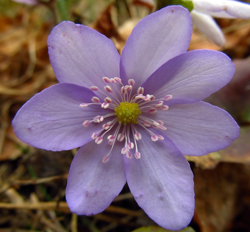 Изображение особи Hepatica nobilis.