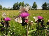 Cirsium heterophyllum. Верхушки цветущих растений с кормящимися бабочками-боярышницами. Коми, Сыктывдинский р-н, окр. пос. Еляты, луг. 30.06.2013.