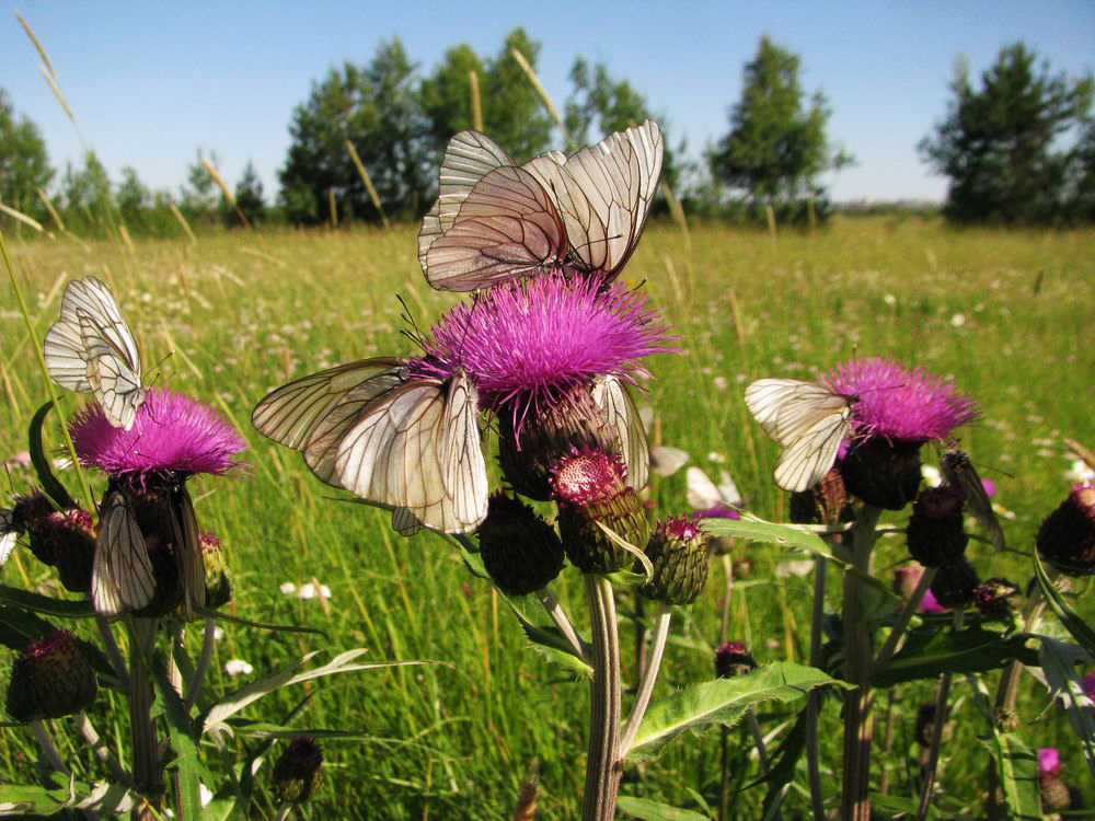 Изображение особи Cirsium heterophyllum.