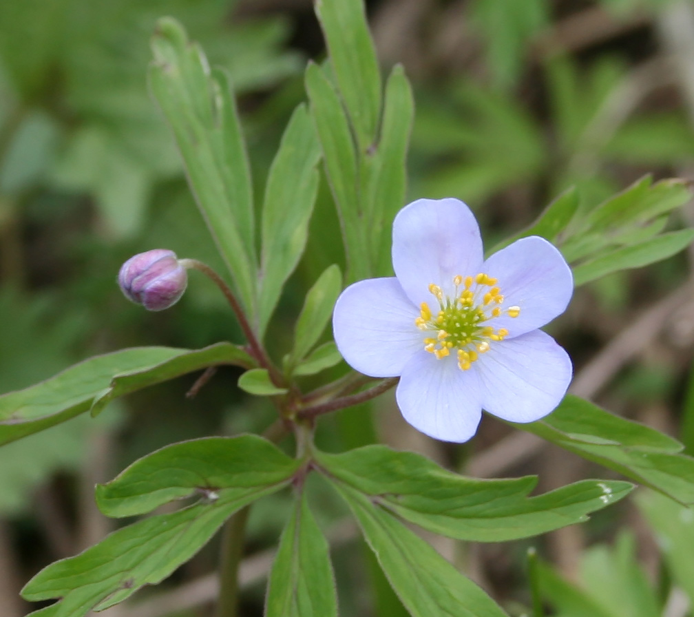 Image of Anemone caerulea specimen.