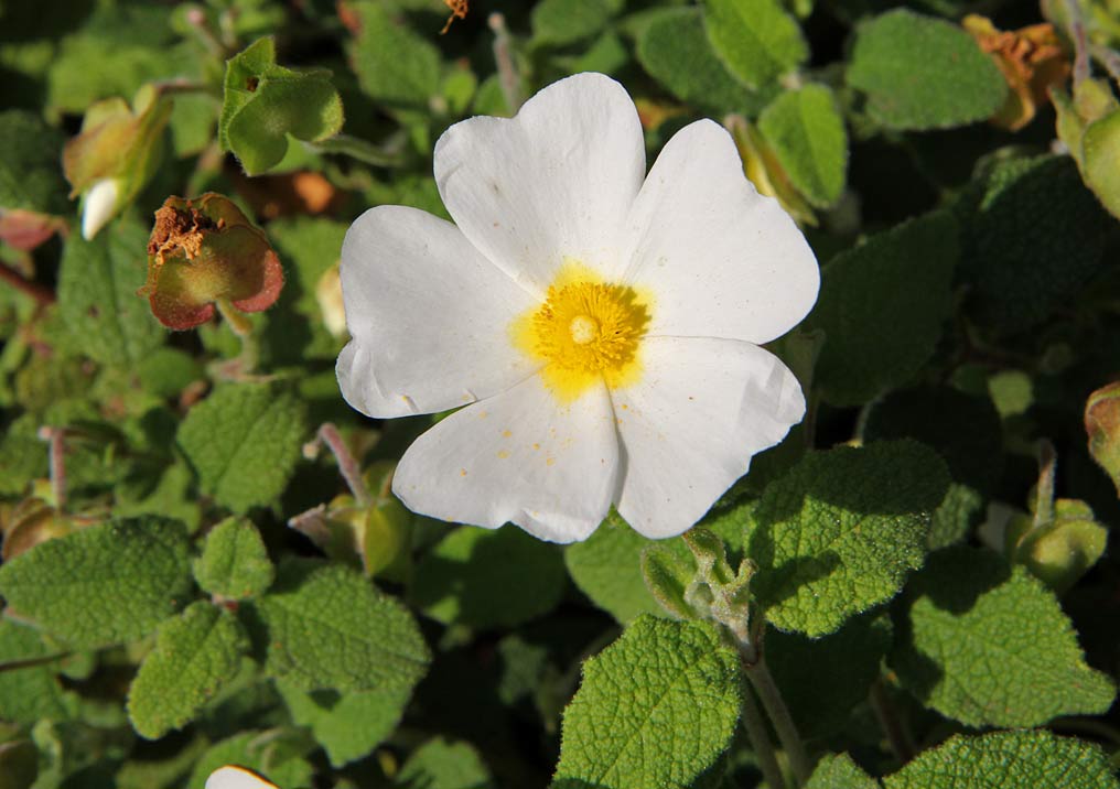 Image of Cistus salviifolius specimen.