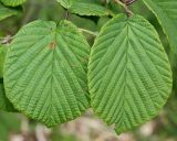 Corylopsis glabrescens. Листья. Германия, г. Дюссельдорф, Ботанический сад университета. 28.04.2014.