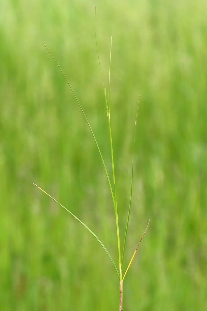 Изображение особи Juncus gerardi.