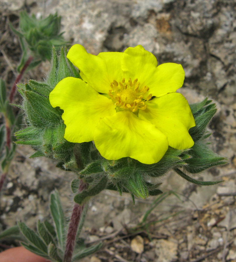 Изображение особи Potentilla taurica.