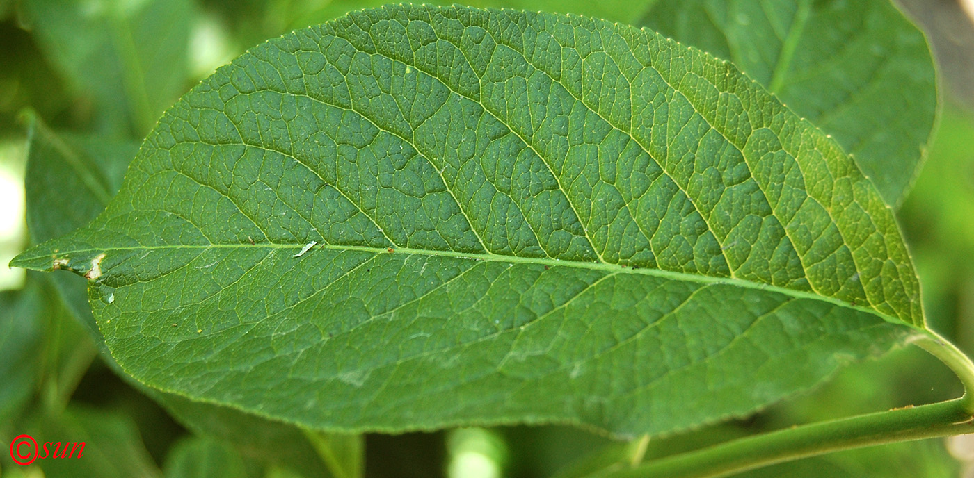 Image of Euonymus europaeus specimen.