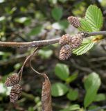 Duschekia alnobetula. Часть ветки с прошлогодними соплодиями. Германия, г. Дюссельдорф, Ботанический сад университета. 04.05.2014.