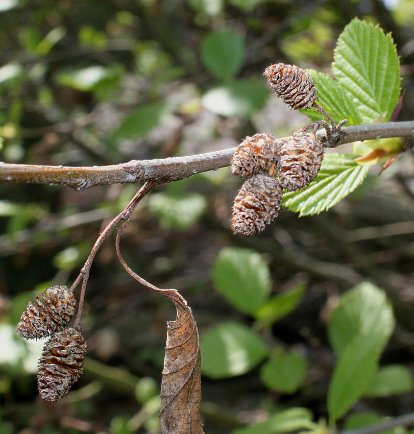 Изображение особи Duschekia alnobetula.