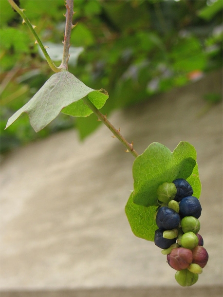 Изображение особи Chylocalyx perfoliatus.