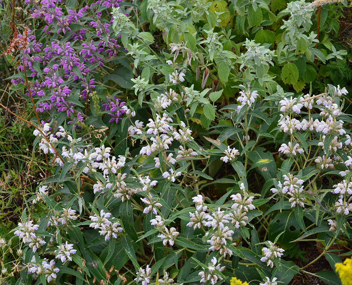 Image of Phlomis pungens specimen.