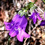 Campanula komarovii