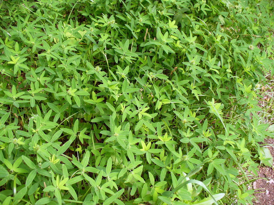 Image of Trifolium medium specimen.