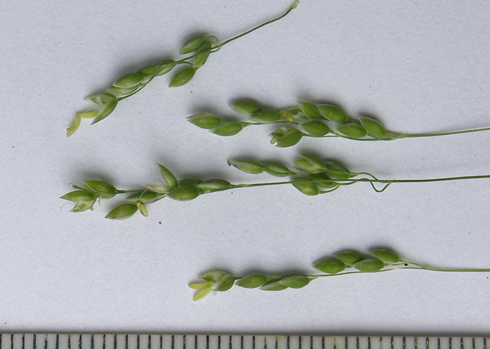 Image of Milium schmidtianum specimen.