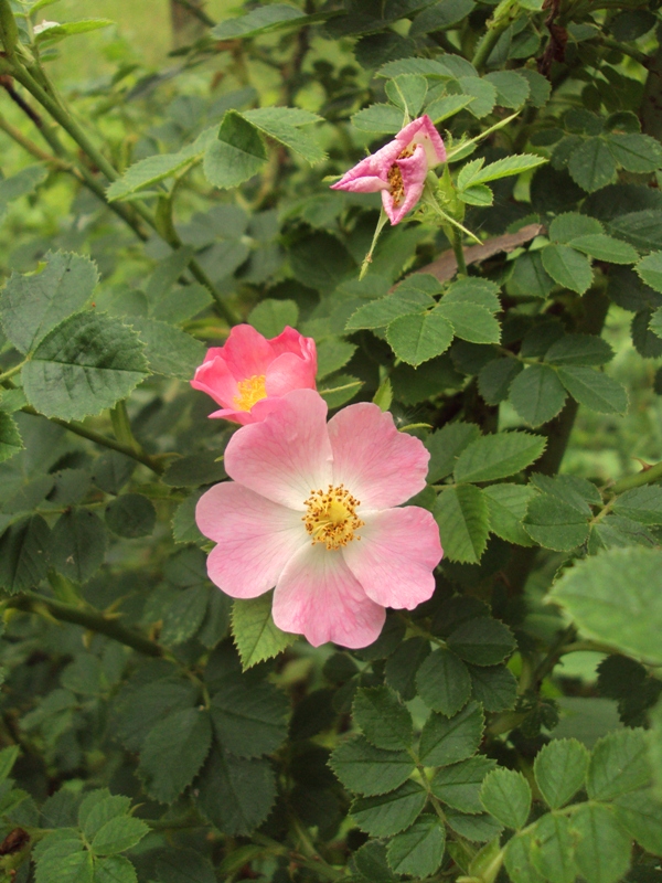 Image of Rosa rubiginosa specimen.