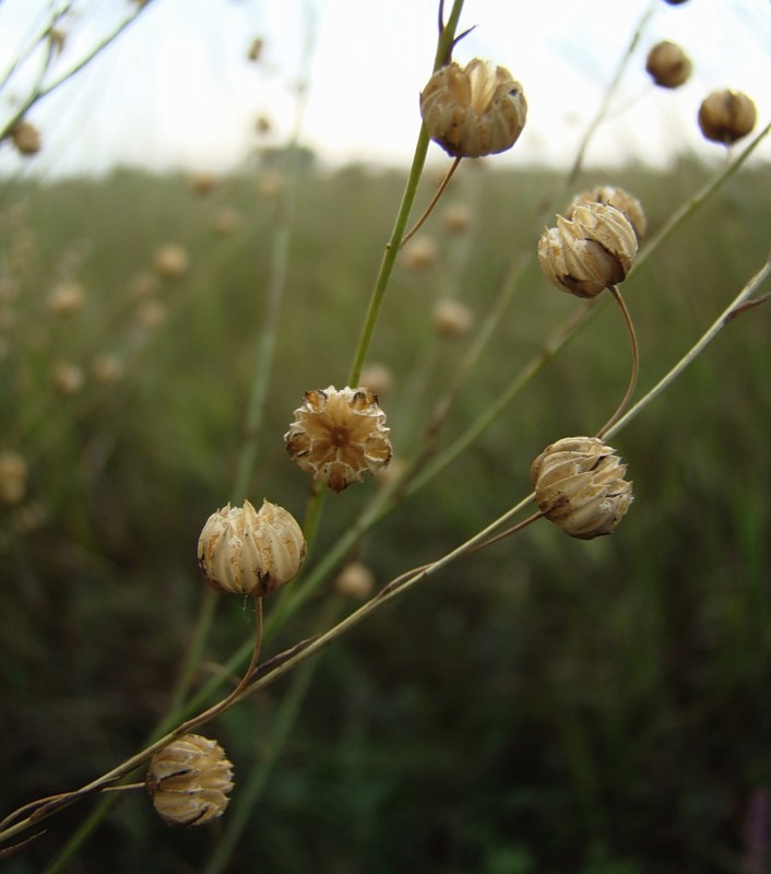 Изображение особи Linum austriacum.