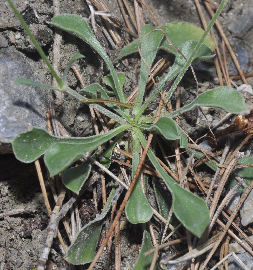 Изображение особи Silene oligantha.