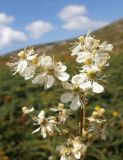 Filipendula vulgaris