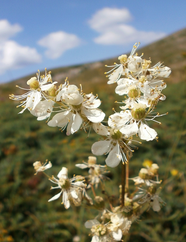 Image of Filipendula vulgaris specimen.