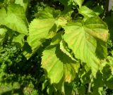 Davidia involucrata