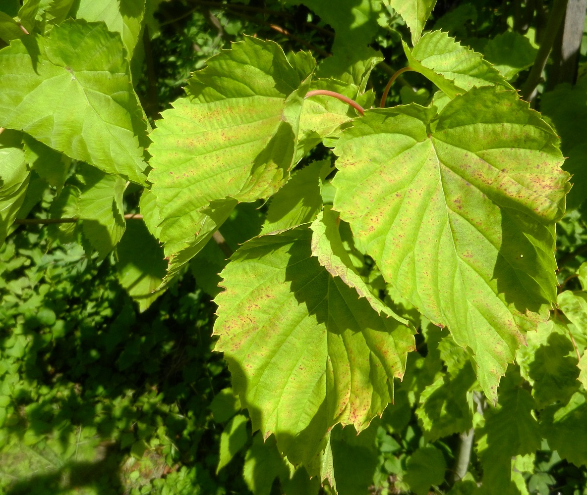 Image of Davidia involucrata specimen.