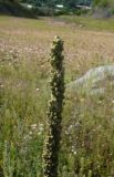 Verbascum thapsus