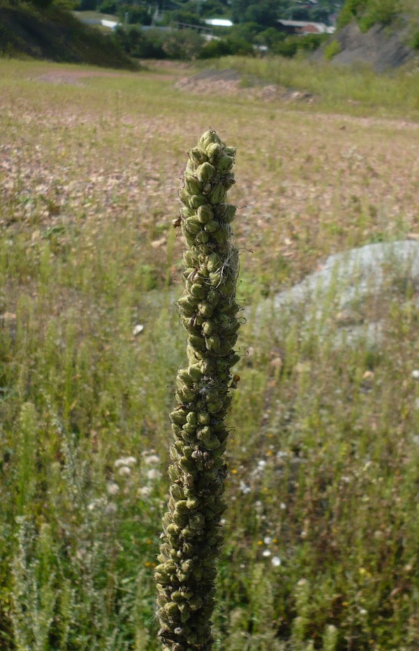 Изображение особи Verbascum thapsus.