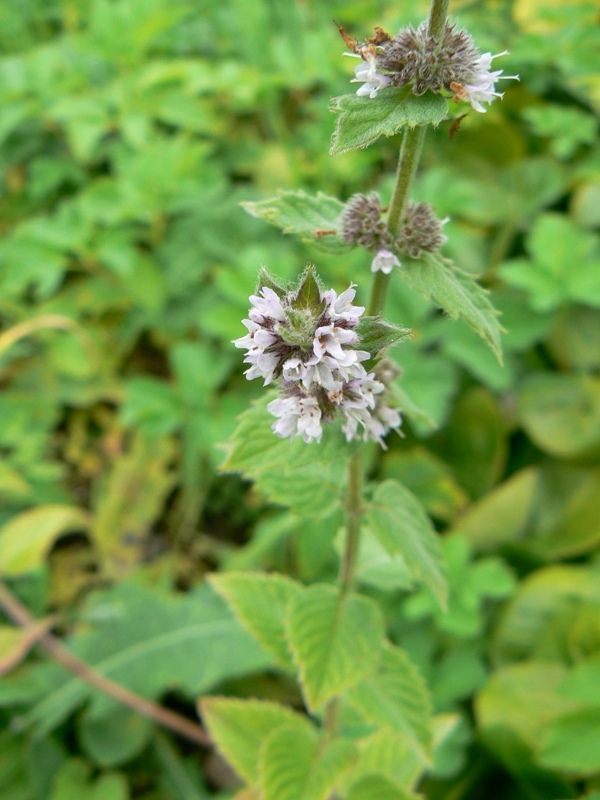 Изображение особи род Mentha.