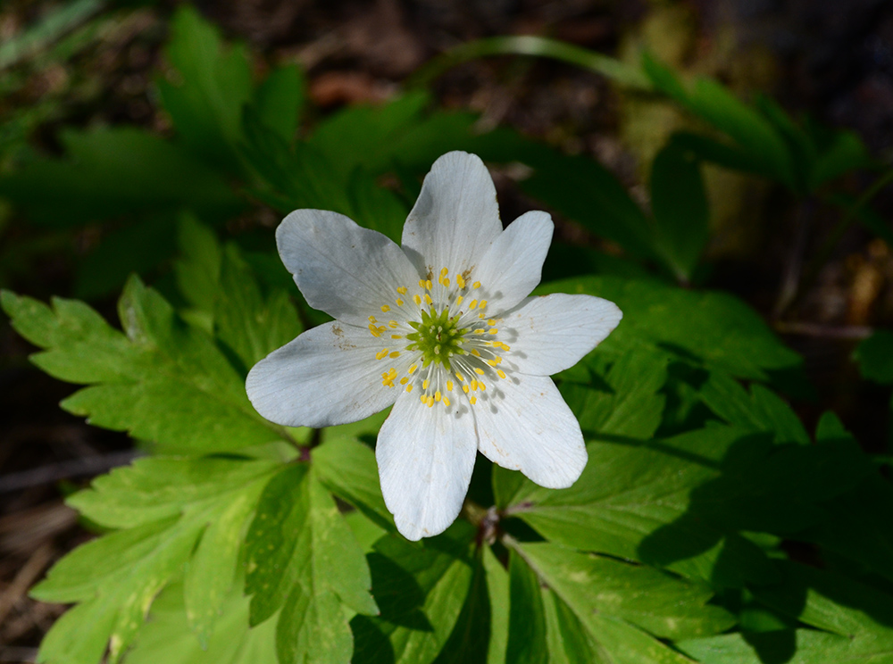 Изображение особи Anemone nemorosa.