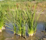 Sparganium stoloniferum