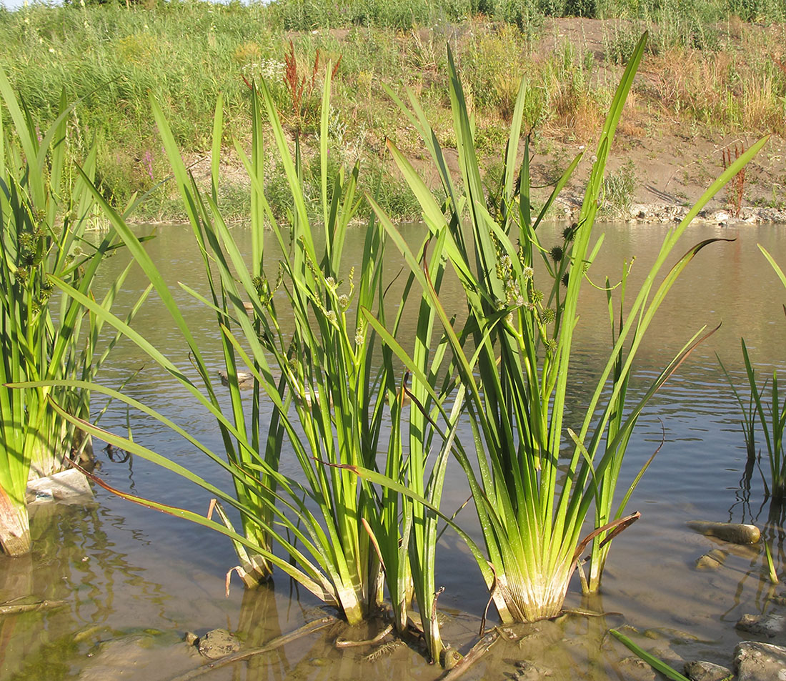 Image of Sparganium stoloniferum specimen.