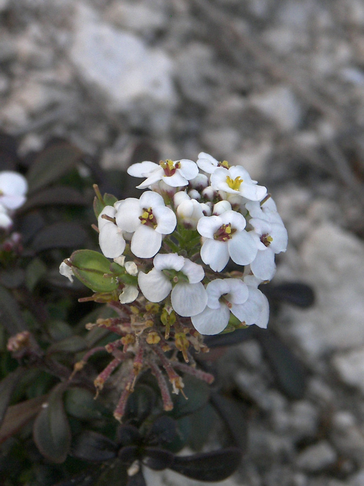 Image of Iberis simplex specimen.