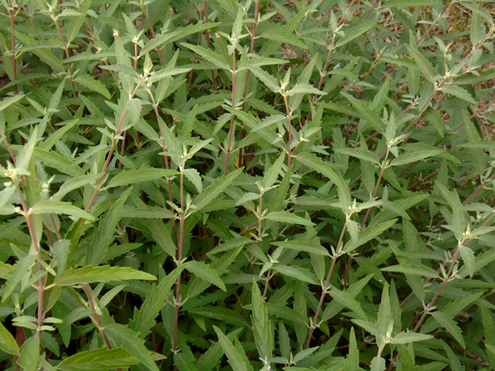 Image of Caryopteris &times; clandonensis specimen.