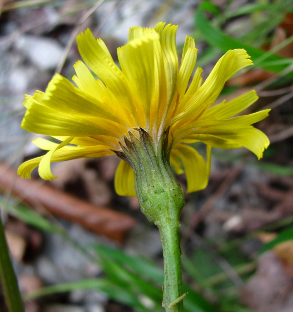 Изображение особи Leontodon hispidus ssp. hastilis.