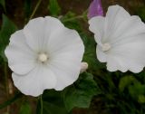 Malva trimestris