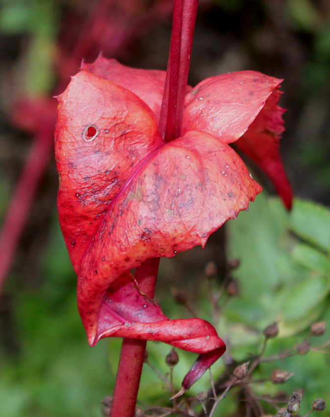 Image of Penstemon smallii specimen.